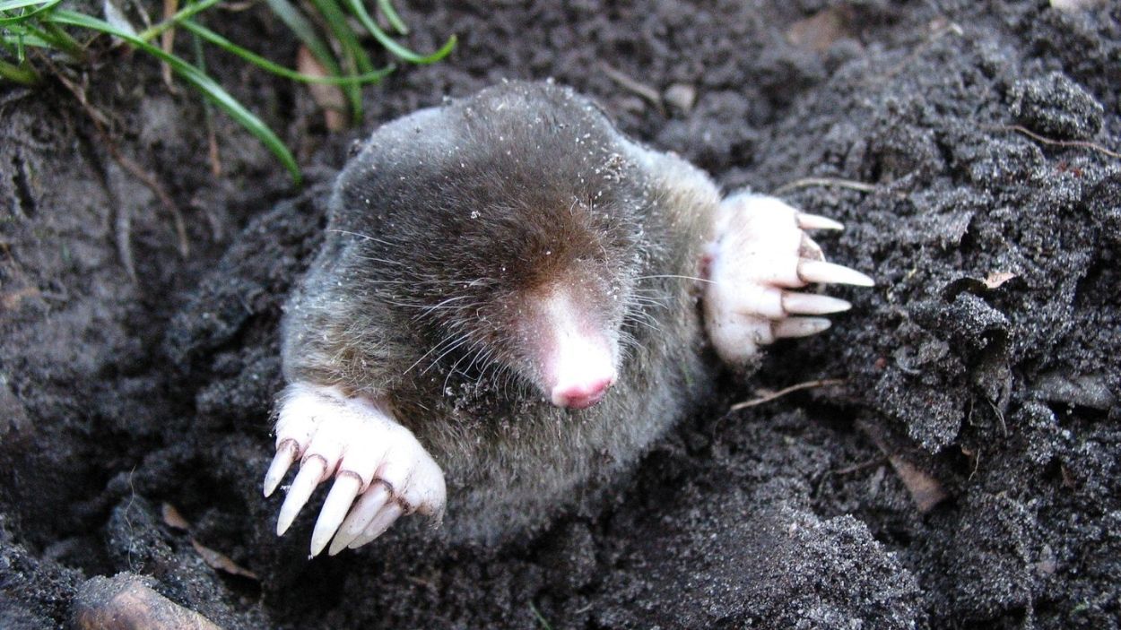 Moles Come to Garden: Good or Bad?
